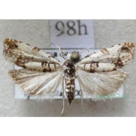 Eucosma campoliliana (Denis & Schiffermüller, 1775) Czech98h